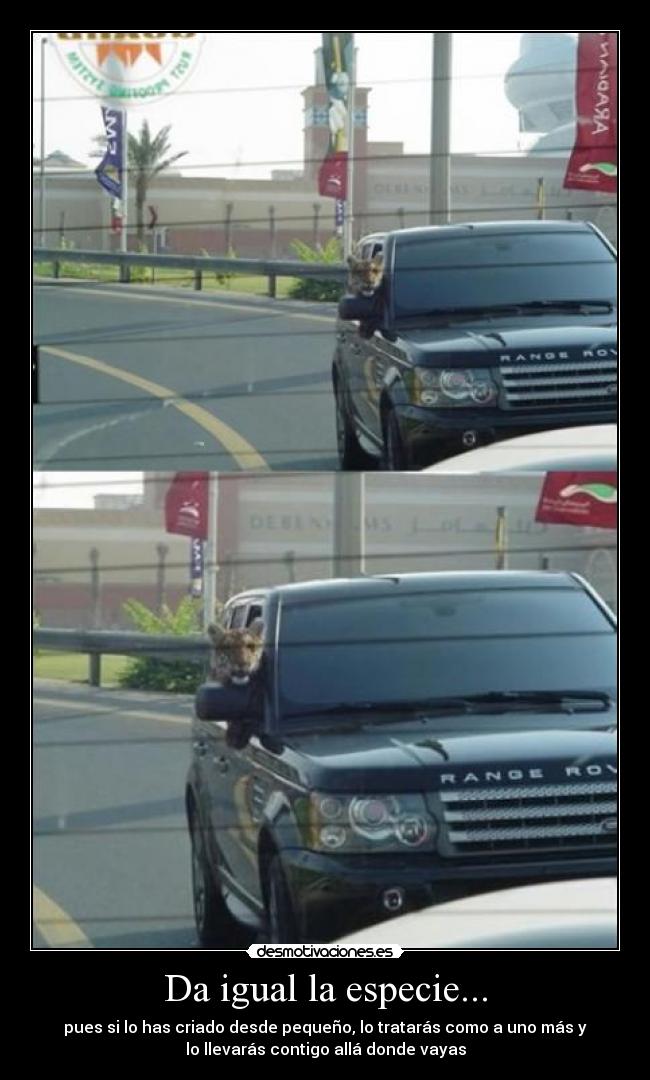 Da igual la especie... - pues si lo has criado desde pequeño, lo tratarás como a uno más y
lo llevarás contigo allá donde vayas