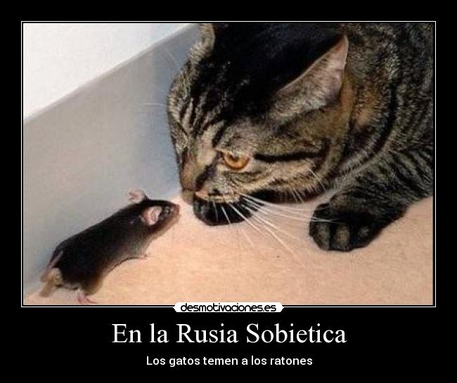 En la Rusia Sobietica - Los gatos temen a los ratones