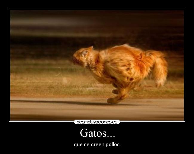 Gatos... - 