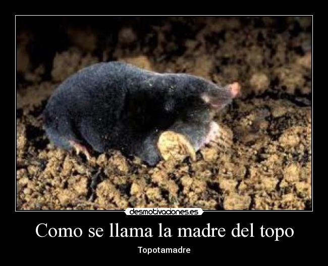 Como se llama la madre del topo - Topotamadre