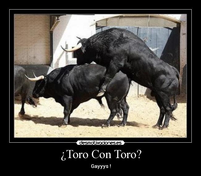 ¿Toro Con Toro? - 