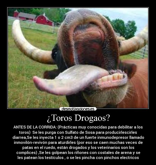 ¿Toros Drogaos? -