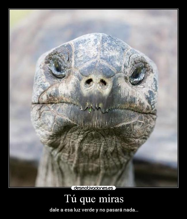 Tú que miras - dale a esa luz verde y no pasará nada...