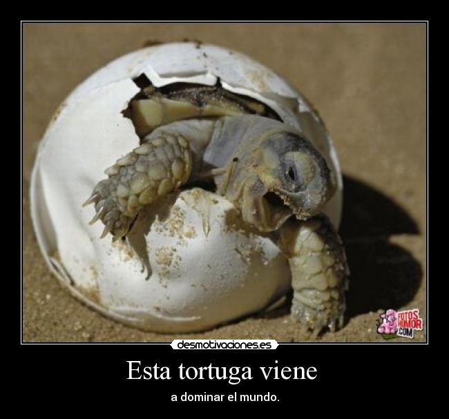 Esta tortuga viene - a dominar el mundo.