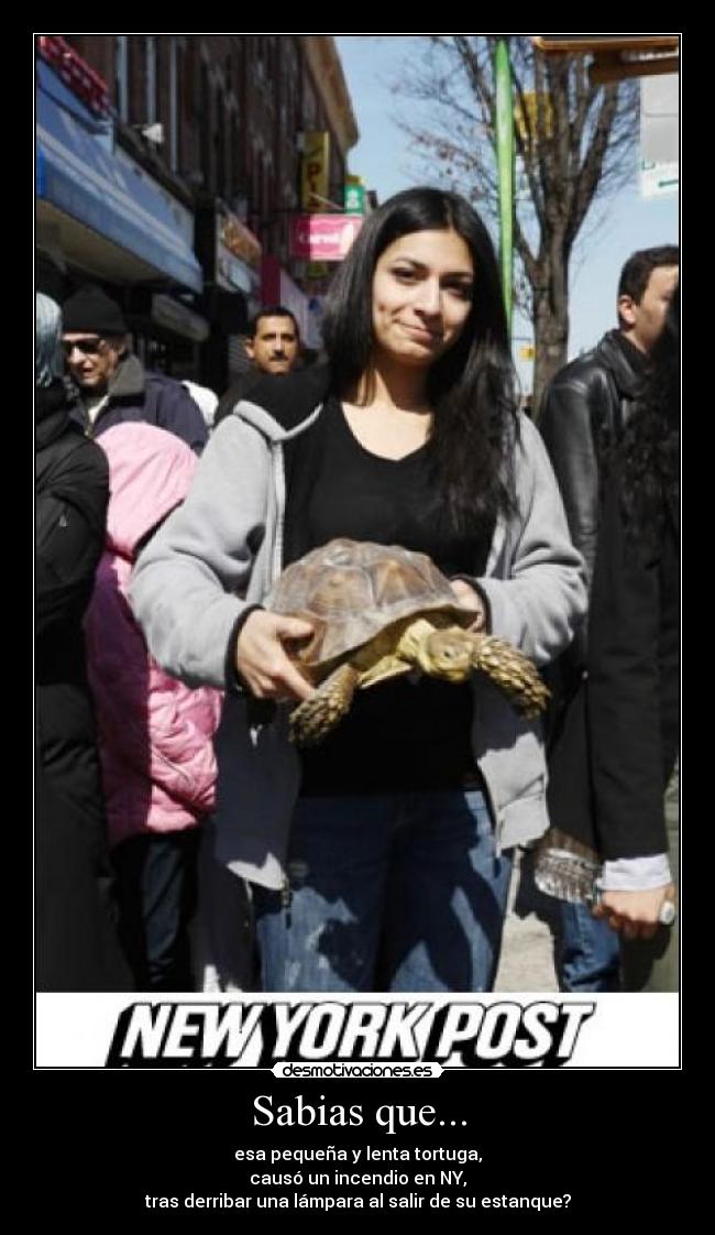 Sabias que... - esa pequeña y lenta tortuga,
causó un incendio en NY,
tras derribar una lámpara al salir de su estanque?