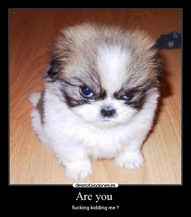 Are you  - fucking kidding me ?