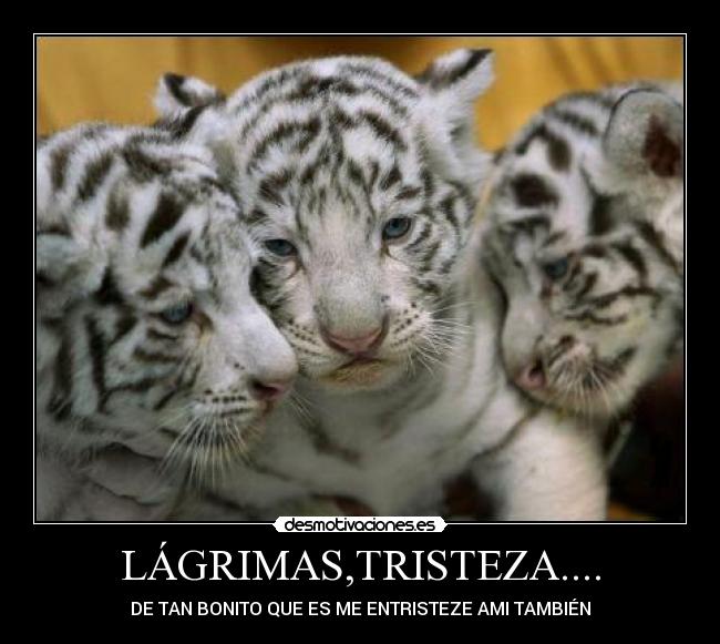 carteles erikreinerramofcilikesloldarkericlatypearbor1994 desmotivaciones