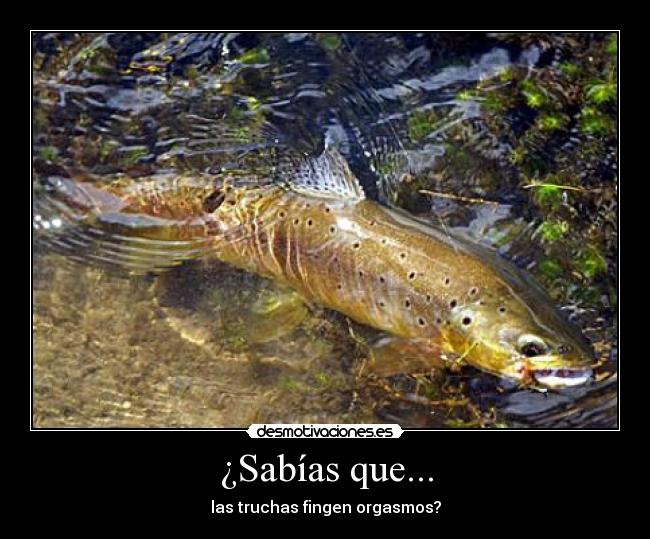 carteles truchas orgasmo desmotivaciones