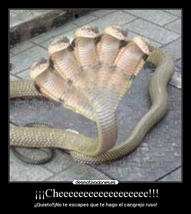 ¡¡¡Cheeeeeeeeeeeeeeeeee!!! -