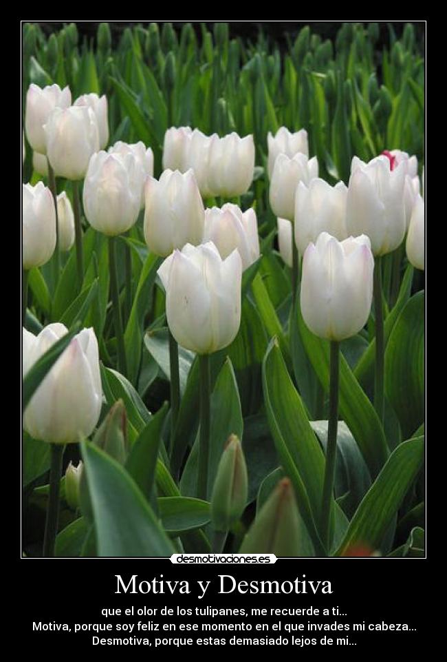 Motiva y Desmotiva - que el olor de los tulipanes, me recuerde a ti...
Motiva, porque soy feliz en ese momento en el que invades mi cabeza...
Desmotiva, porque estas demasiado lejos de mi...