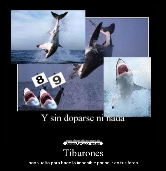 Tiburones -