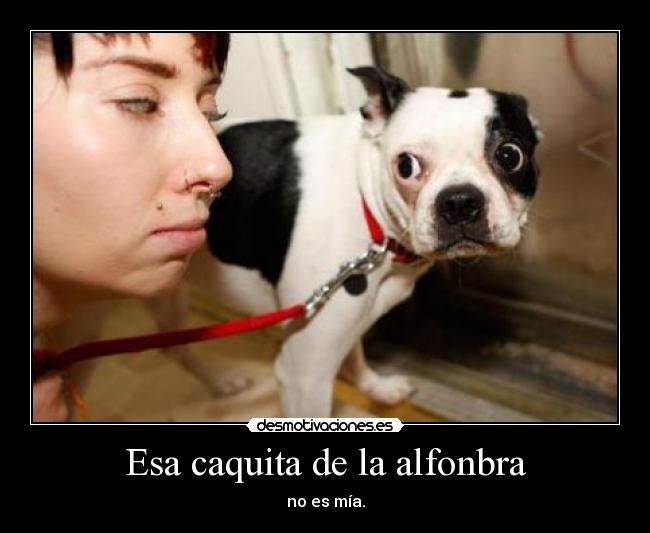 Esa caquita de la alfonbra - no es mía.