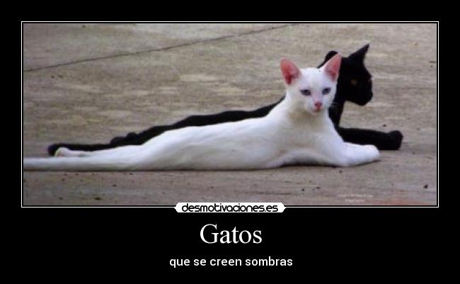 Gatos -