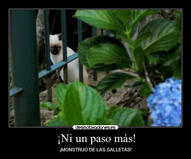 carteles gato monstruo las galletas desmotivaciones