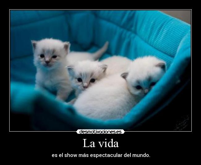 La vida - es el show más espectacular del mundo.