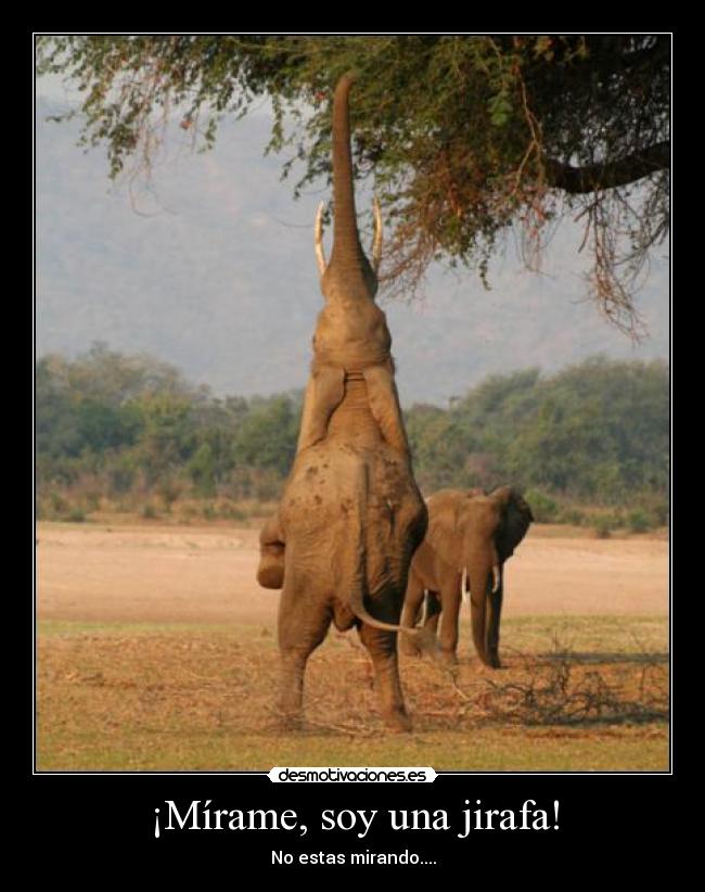 ¡Mírame, soy una jirafa! - No estas mirando....