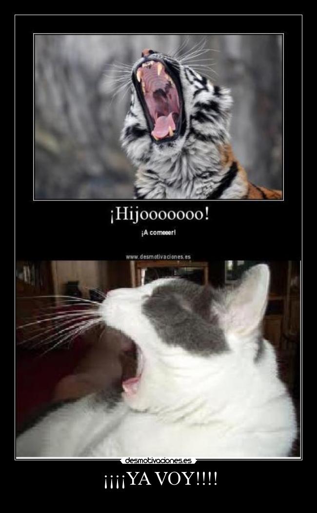 ¡¡¡¡YA VOY!!!! -