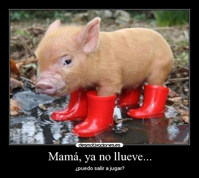 carteles cerdito botas ferminelfiero desmotivaciones