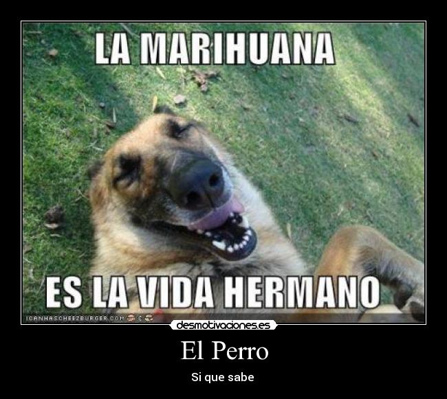 El Perro -