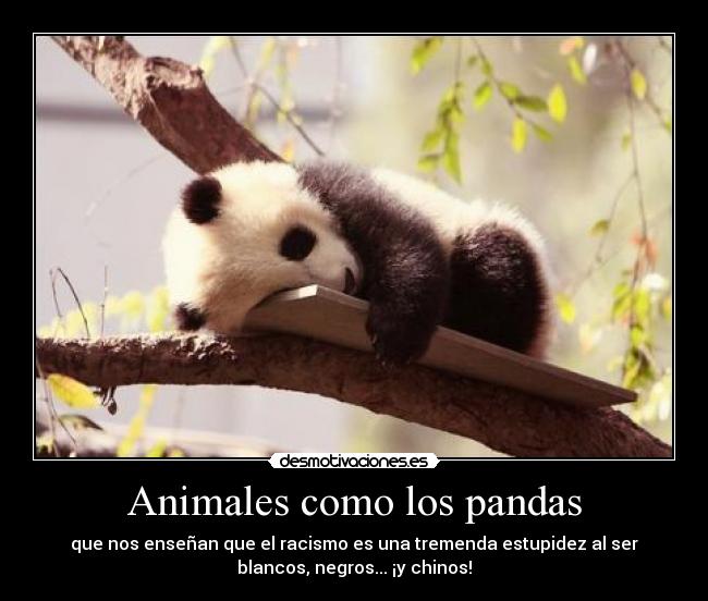 Animales como los pandas - que nos enseñan que el racismo es una tremenda estupidez al ser
blancos, negros... ¡y chinos!