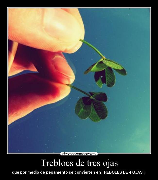 Trebloes de tres ojas -