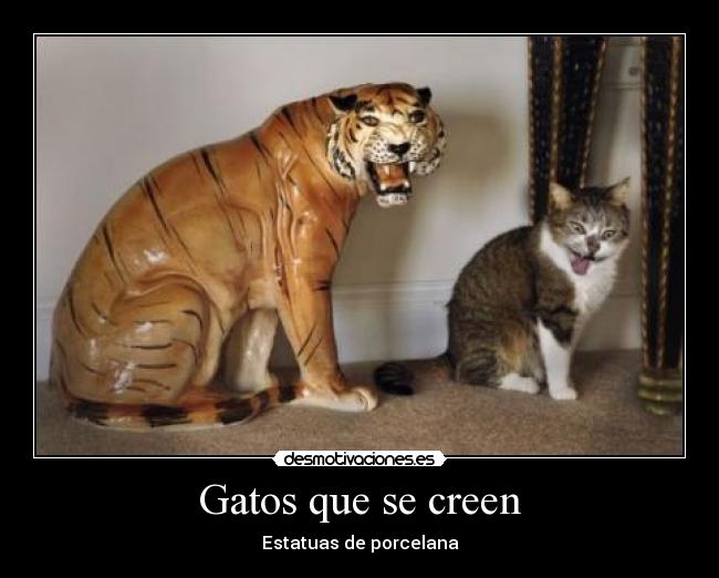 Gatos que se creen -