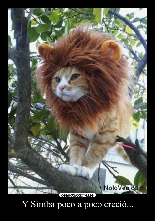 Y Simba poco a poco creció... - 