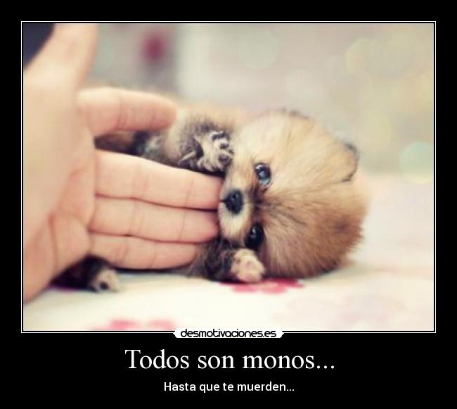 Todos son monos... -