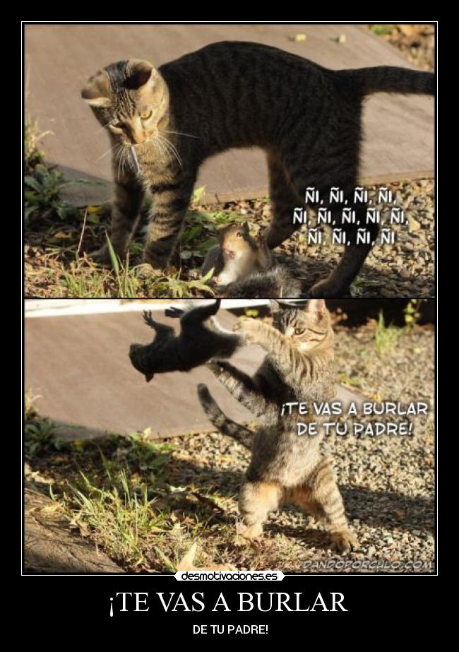 ¡TE VAS A BURLAR - DE TU PADRE!