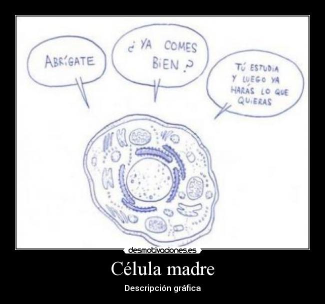 Célula madre -