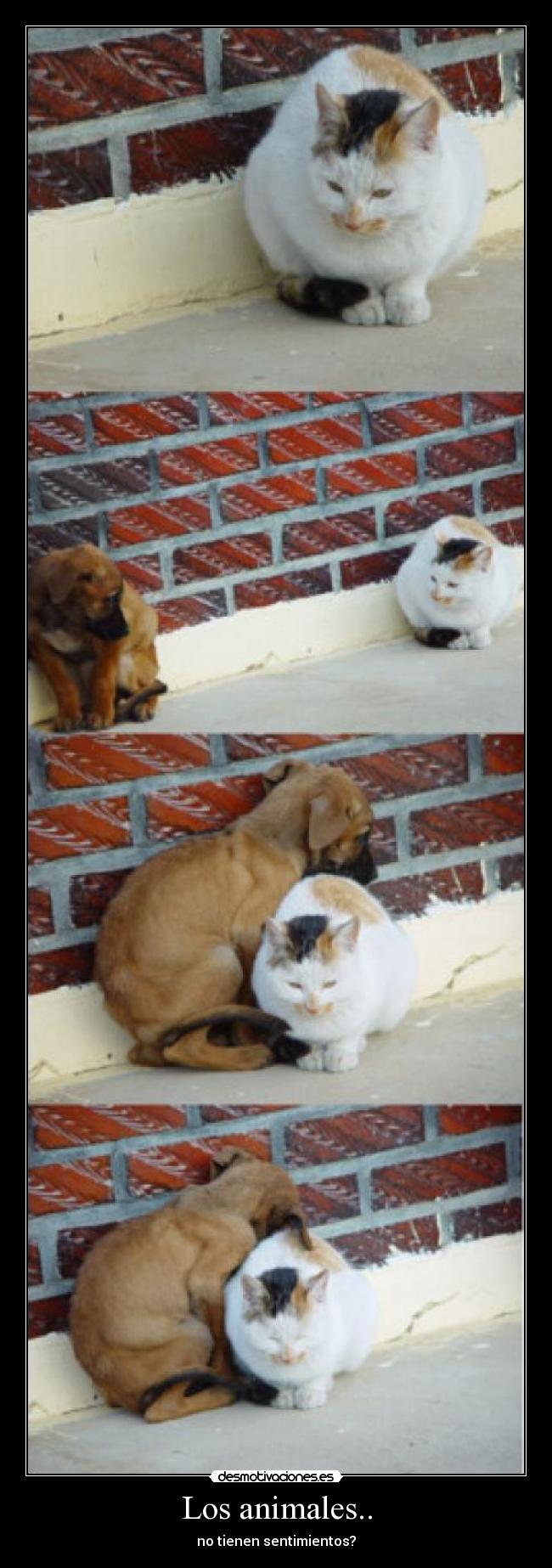 Los animales.. - no tienen sentimientos?