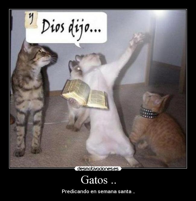 Gatos .. - Predicando en semana santa ..
