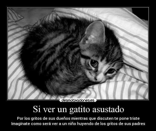 Si ver un gatito asustado - 