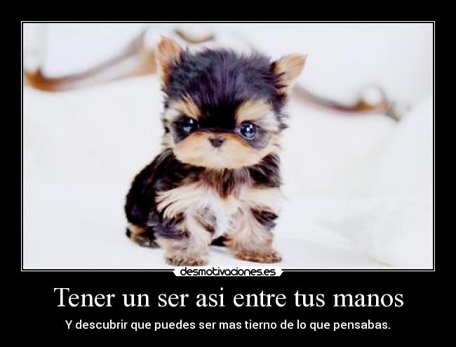 Tener un ser asi entre tus manos - Y descubrir que puedes ser mas tierno de lo que pensabas.