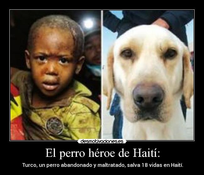 El perro héroe de Haití: -