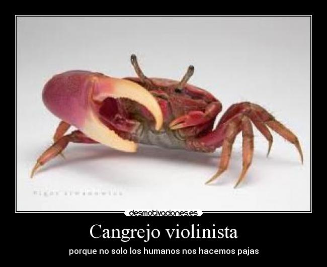 Cangrejo violinista - 