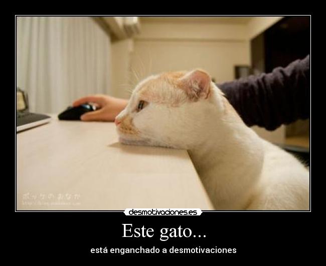 Este gato... - está enganchado a desmotivaciones