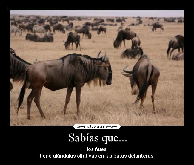 Sabías que... - los ñues
tiene glándulas olfativas en las patas delanteras.