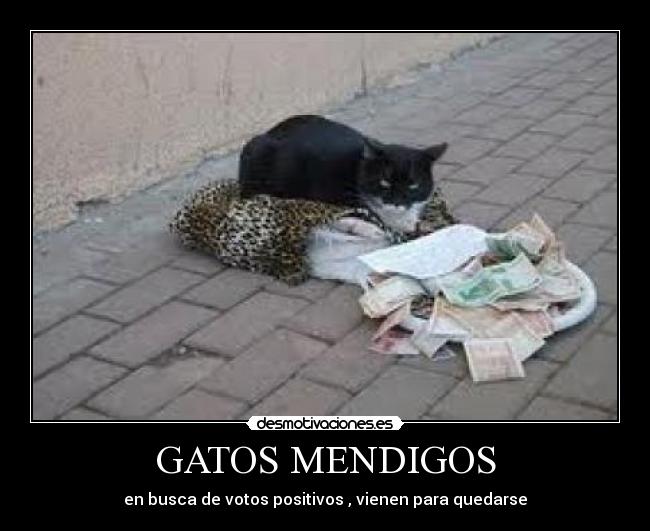 GATOS MENDIGOS - en busca de votos positivos , vienen para quedarse