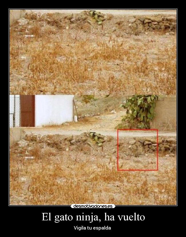 El gato ninja, ha vuelto - Vigila tu espalda