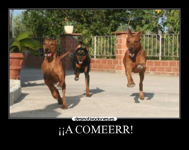 ¡¡A COMEERR! -