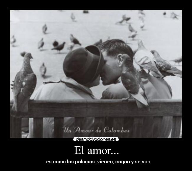 El amor... - ...es como las palomas: vienen, cagan y se van