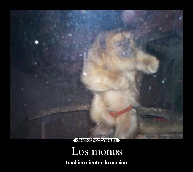 carteles mono simio bailar musica motiva jaja animal desmotivaciones