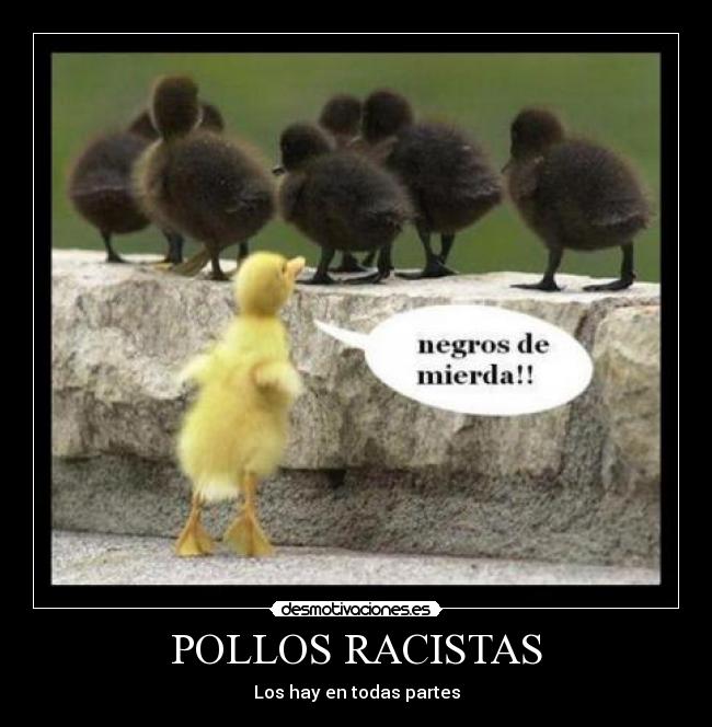 POLLOS RACISTAS - Los hay en todas partes