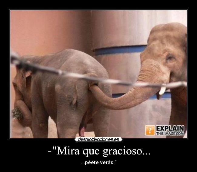 -Mira que gracioso... - ...péete verás!