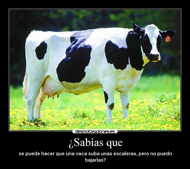 ¿Sabías que - se puede hacer que una vaca suba unas escaleras, pero no puedn bajarlas?