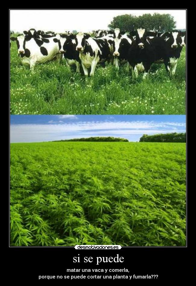 si se puede - matar una vaca y comerla,
porque no se puede cortar una planta y fumarla???