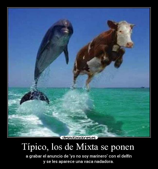 Típico, los de Mixta se ponen - a grabar el anuncio de yo no soy marinero con el delfín
y se les aparece una vaca nadadora.