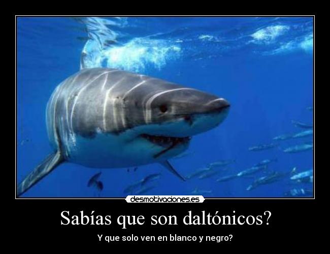 Sabías que son daltónicos? - Y que solo ven en blanco y negro?