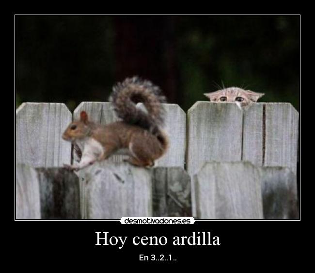Hoy ceno ardilla - 